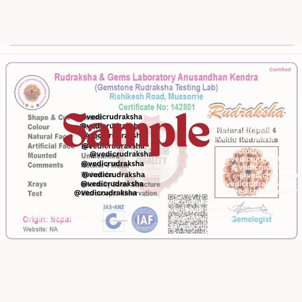 101-8.jpg 11 Mukhi Rudraksha with Lab Certification | Original Eleven Faced Bead - Image 7