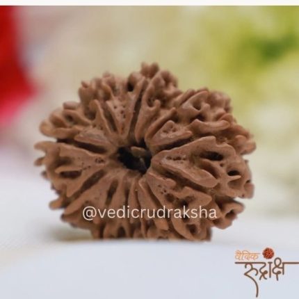Nepali 10 Mukhi (face)Rudraksha Powerful Protection Bead) (Lab Certified |