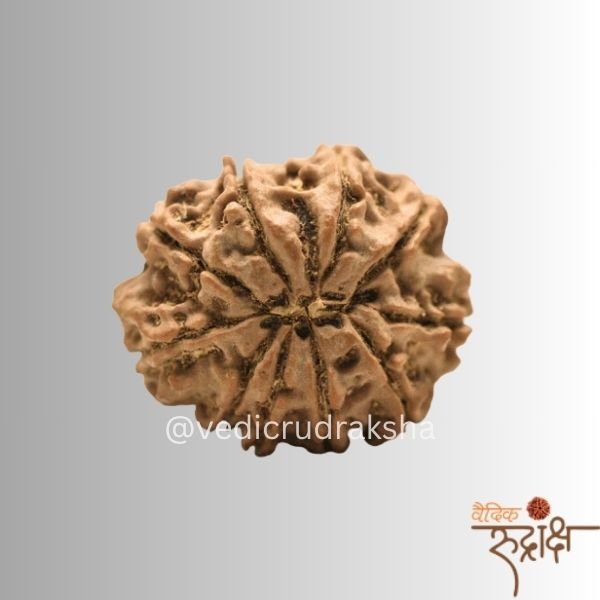 126.jpg Nepali 10 Mukhi (face)Rudraksha Powerful Protection Bead) (Lab Certified | - Image 4