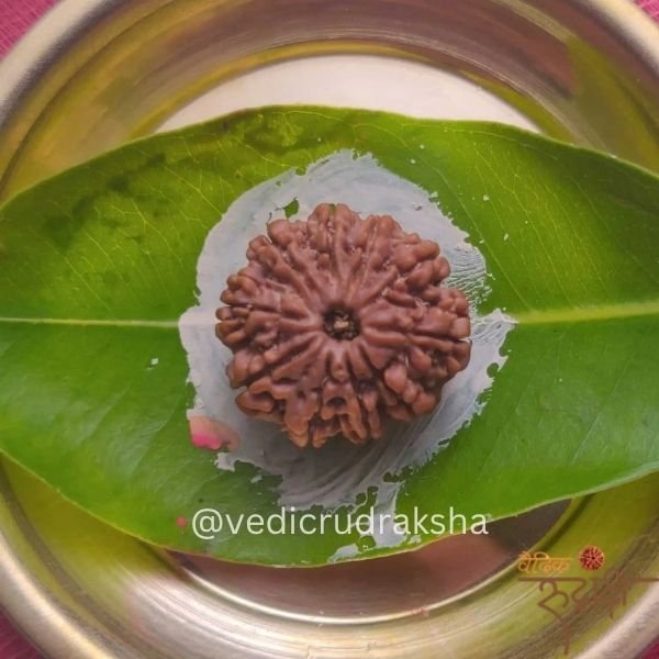 127.jpg Nepali 10 Mukhi (face)Rudraksha Powerful Protection Bead) (Lab Certified | - Image 3