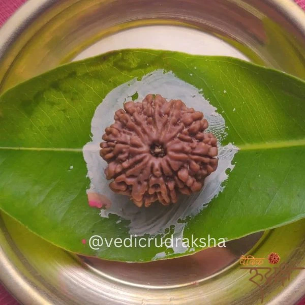 127.webp Surya Shakti 12 Mukhi Rudraksha – Nepali Origin (Lab Certified) - Image 6