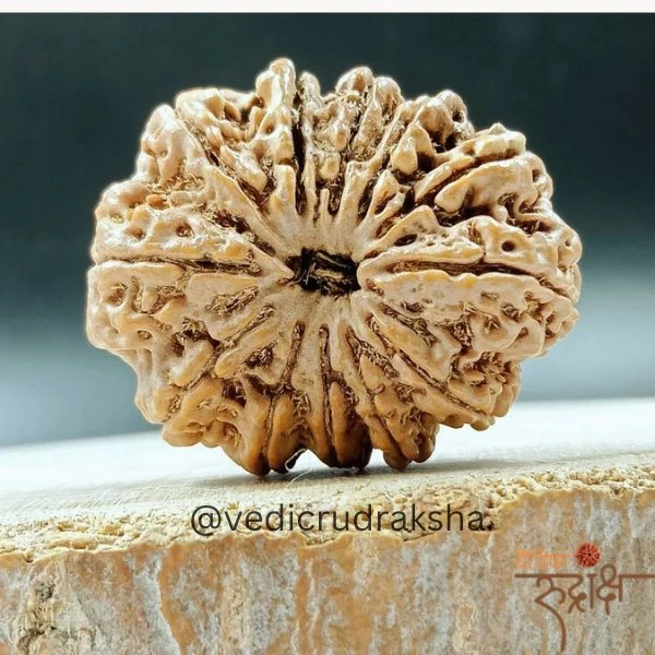 128.webp Surya Shakti 12 Mukhi Rudraksha – Nepali Origin (Lab Certified) - Image 5