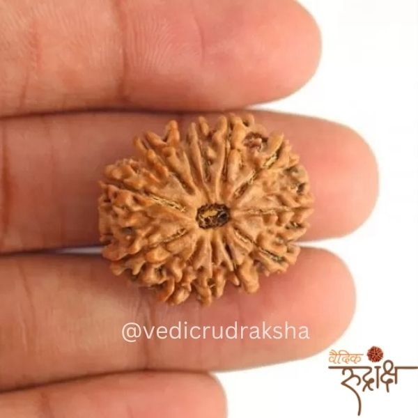 129.jpg Nepali 10 Mukhi (face)Rudraksha Powerful Protection Bead) (Lab Certified | - Image 2
