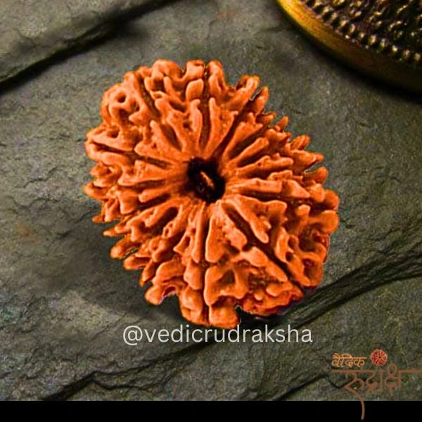 130.webp 11 Mukhi Rudraksha with Lab Certification | Original Eleven Faced Bead - Image 2