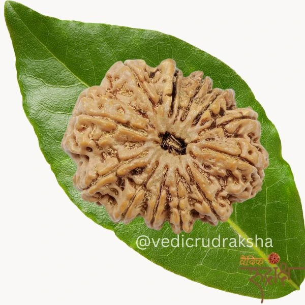 131.webp 11 Mukhi Rudraksha with Lab Certification | Original Eleven Faced Bead - Image 4