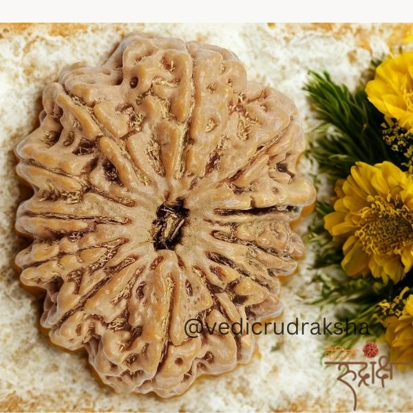132.webp Surya Shakti 12 Mukhi Rudraksha – Nepali Origin (Lab Certified) - Image 2