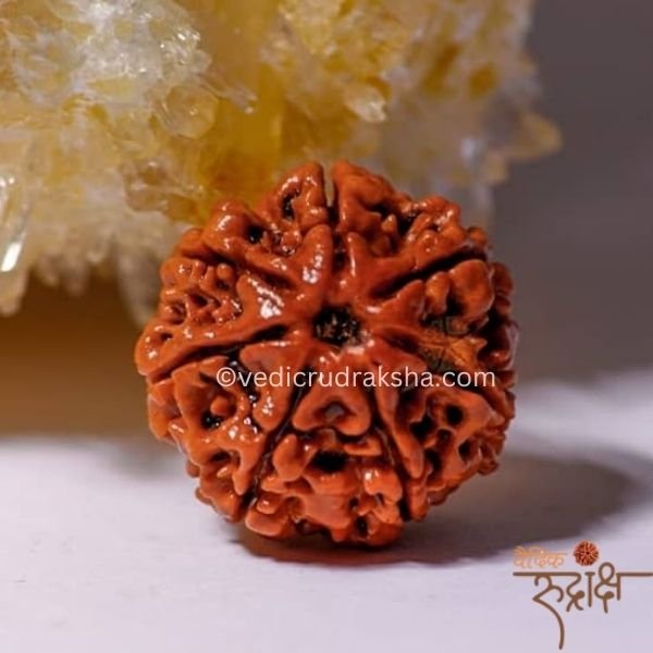 143-min.jpg Premium 7 Mukhi Nepali Rudraksha Bead – Certified & Energized | For Financial Growth - Image 3