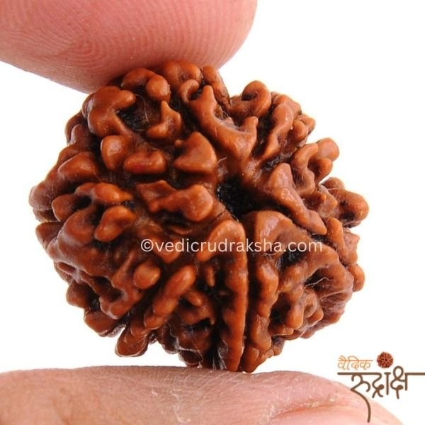 144-min.jpg Premium 7 Mukhi Nepali Rudraksha Bead – Certified & Energized | For Financial Growth - Image 2
