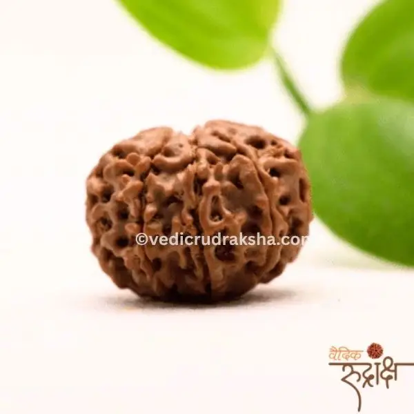 146.webp Har Ghar Mein Rudraksha – Claim Your Free 5 Mukhi Rudraksha OFER TILL SWANA month 2025 - Image 3