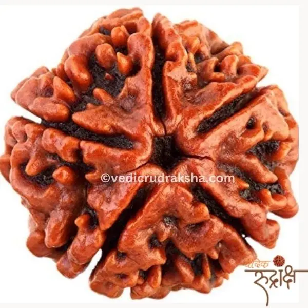 147.webp Har Ghar Mein Rudraksha – Claim Your Free 5 Mukhi Rudraksha OFER TILL SWANA month 2025 - Image 2