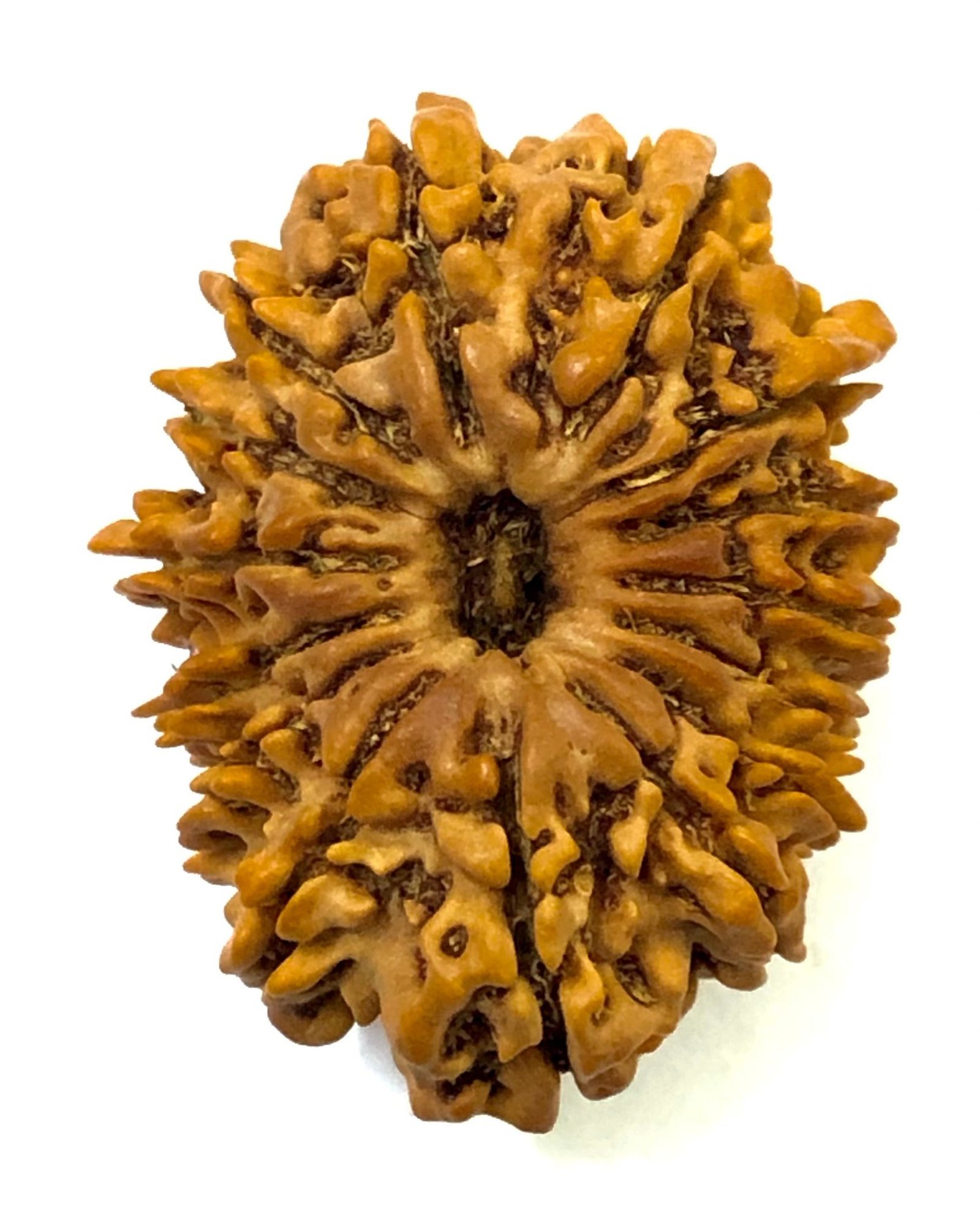15-mukhi-nepali-rudraksha.jpg 15 Mukhi Rudraksha Certified | Original Fifteen Faced Rudraksha for Love, Healing & Prosperity - Image 5