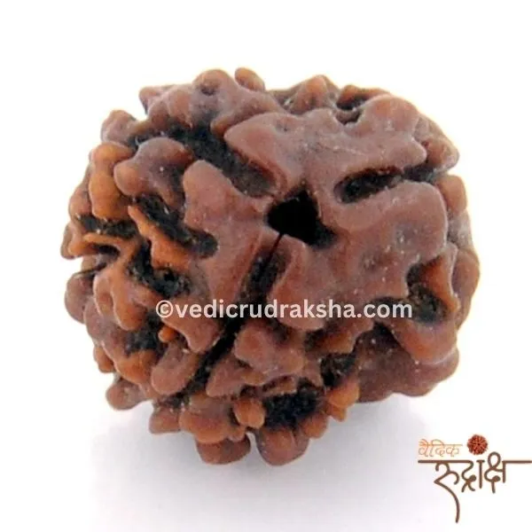 162.webp 3 Mukhi Rudraksha with Certification – Original Nepali Rudraksha for Health, Confidence & Positivity - Image 2