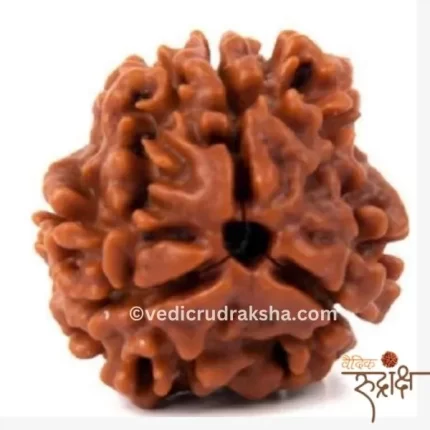 3 Mukhi Rudraksha with Certification – Original Nepali Rudraksha for Health, Confidence & Positivity