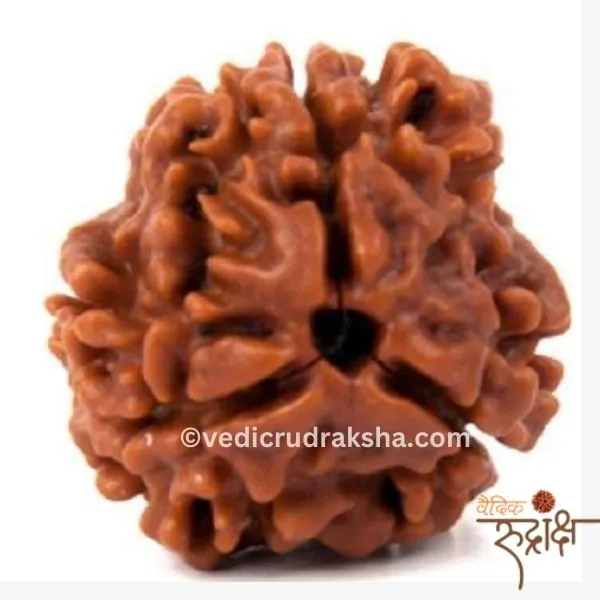 163.webp 3 Mukhi Rudraksha with Certification – Original Nepali Rudraksha for Health, Confidence & Positivity