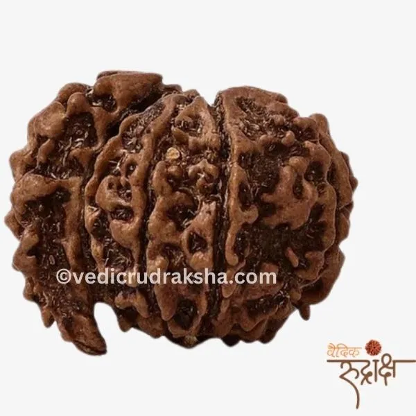 164.webp Certified 1 Mukhi Rudraksha Savar (Nepali) – Original & Energized for Spiritual Growth and Success - Image 3