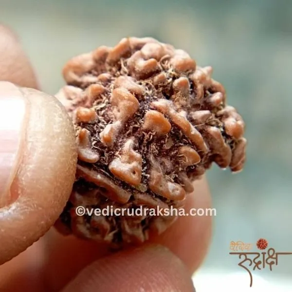 165.webp Certified 1 Mukhi Rudraksha Savar (Nepali) – Original & Energized for Spiritual Growth and Success - Image 2