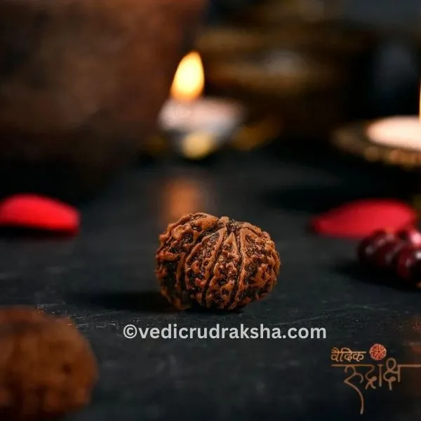 166.webp Certified 1 Mukhi Rudraksha Savar (Nepali) – Original & Energized for Spiritual Growth and Success