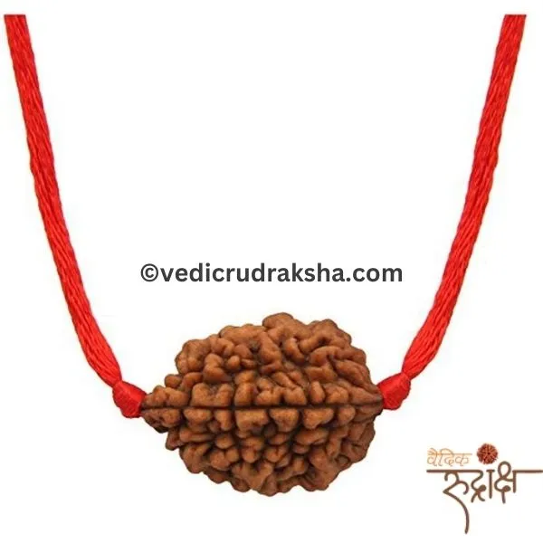 167.webp 2 Mukhi Rudraksha with Lab Certification | Original & Authentic - Image 2