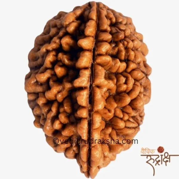 168.webp 2 Mukhi Rudraksha with Lab Certification | Original & Authentic - Image 3
