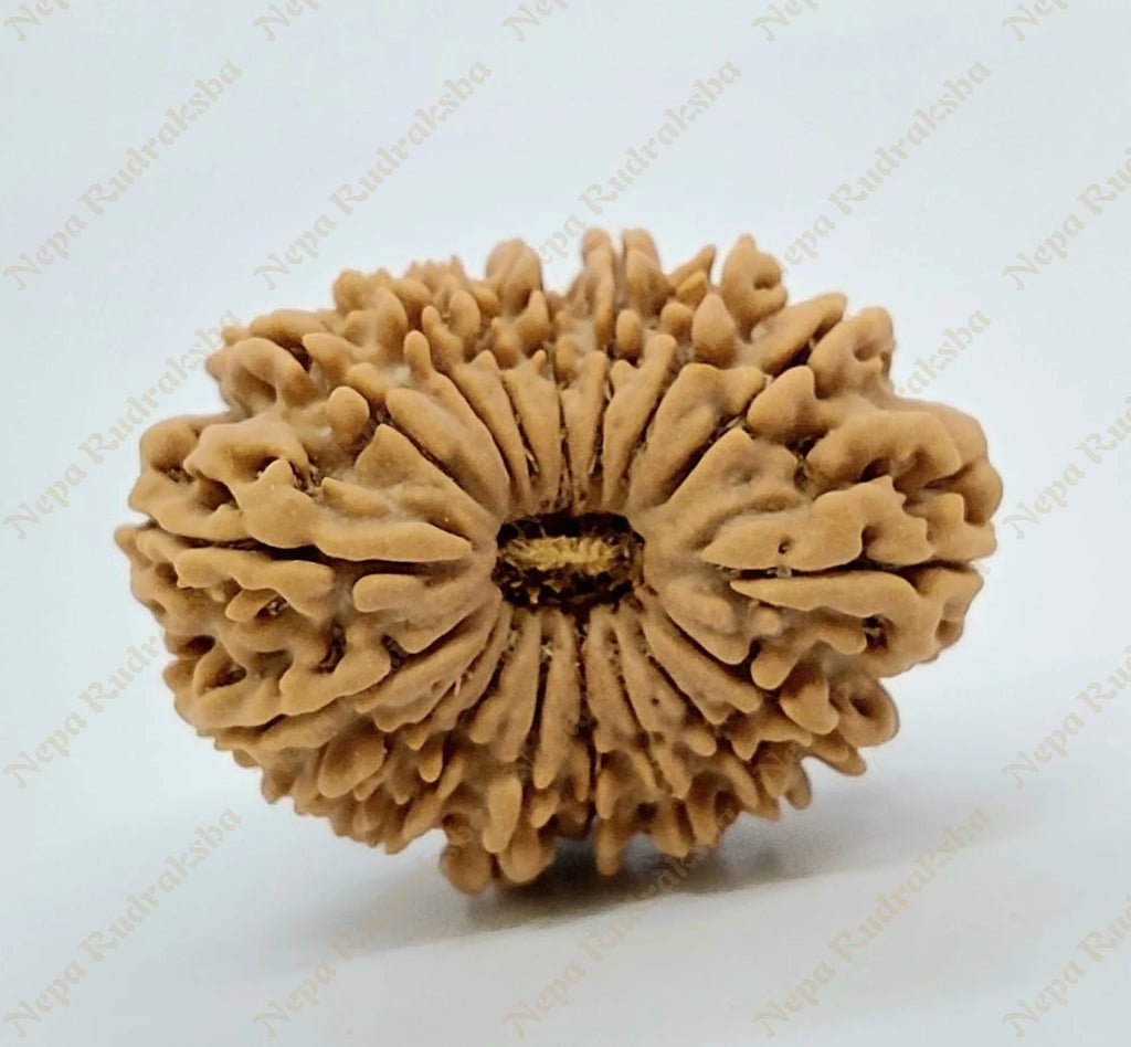 17-mukhi-rudraksha-31mm-2116-861_1024x1024.jpg Certified 17 Mukhi Rudraksha | Original Seventeen Faced Bead for Wealth, Prosperity & Luxury - Image 2