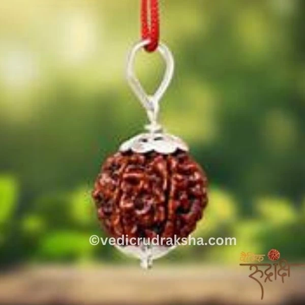 171.webp Premium 7 Mukhi Nepali Rudraksha Bead – Certified & Energized | For Financial Growth - Image 5