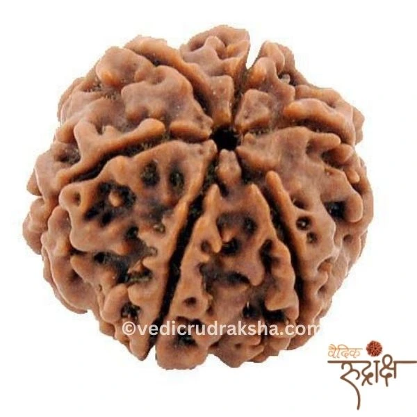 173.webp 6 Mukhi Rudraksha with Lab Certification | Certified & Original