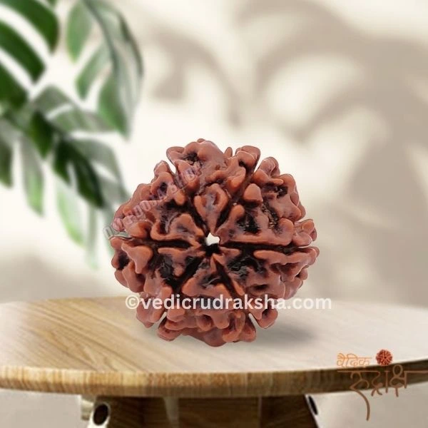 174.webp 6 Mukhi Rudraksha with Lab Certification | Certified & Original - Image 3