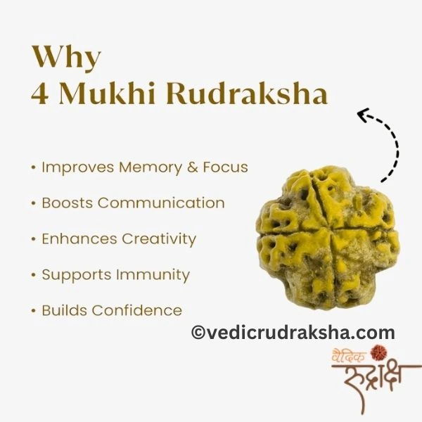 175.webp 4 Mukhi Rudraksha with Lab Certification | Original & Authentic 18mm-22 mm - Image 2