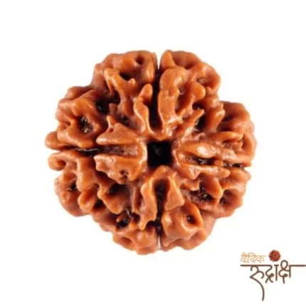 4 Mukhi Rudraksha with Lab Certification | Original & Authentic 18mm-22 mm