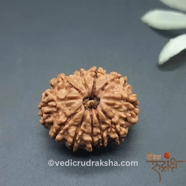 177.webp 11 Mukhi Rudraksha with Lab Certification | Original Eleven Faced Bead