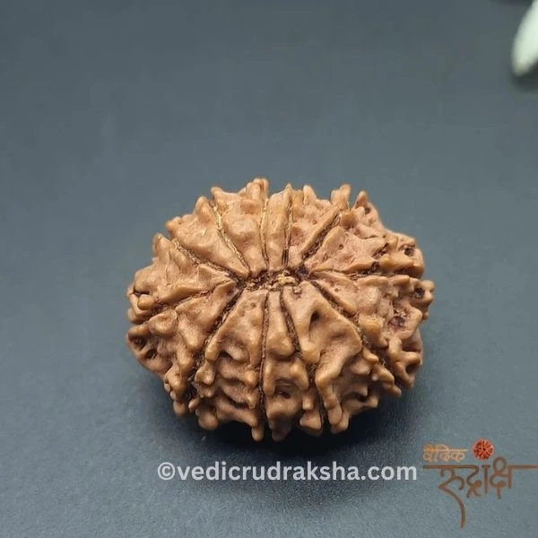 178.webp 11 Mukhi Rudraksha with Lab Certification | Original Eleven Faced Bead - Image 3