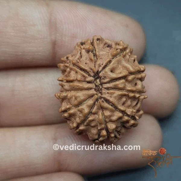 180.webp 11 Mukhi Rudraksha with Lab Certification | Original Eleven Faced Bead - Image 6