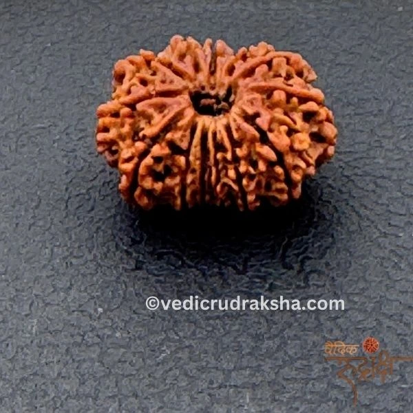 181.webp 13 Mukhi Rudraksha with Lab Certification | Original Thirteen Faced Bead - Image 6