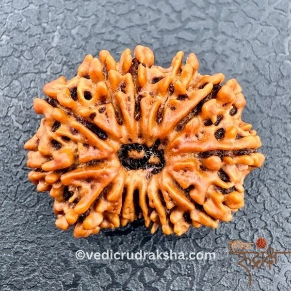 183.webp 13 Mukhi Rudraksha with Lab Certification | Original Thirteen Faced Bead - Image 2