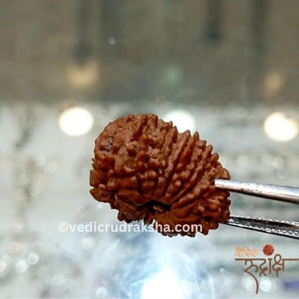 188.jpg 15 Mukhi Rudraksha Certified | Original Fifteen Faced Rudraksha for Love, Healing & Prosperity - Image 2
