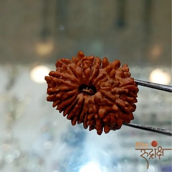 189.jpg 15 Mukhi Rudraksha Certified | Original Fifteen Faced Rudraksha for Love, Healing & Prosperity - Image 3