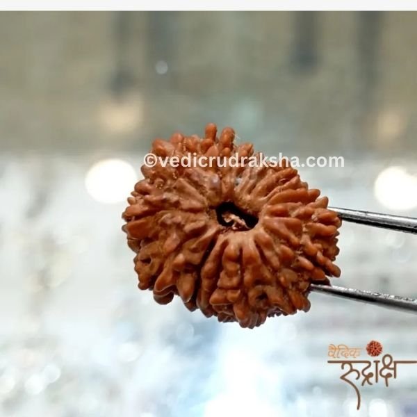 190.jpg 15 Mukhi Rudraksha Certified | Original Fifteen Faced Rudraksha for Love, Healing & Prosperity