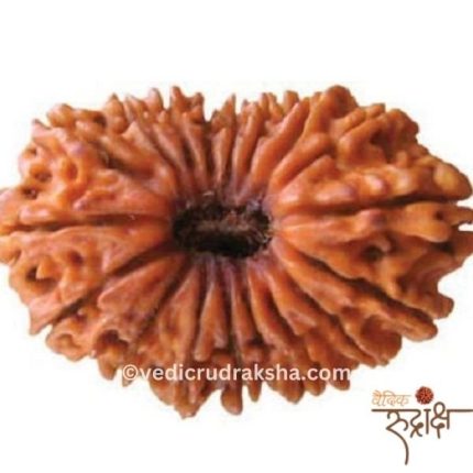 Certified 17 Mukhi Rudraksha | Original Seventeen Faced Bead for Wealth, Prosperity & Luxury