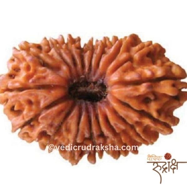 192.jpg Certified 17 Mukhi Rudraksha | Original Seventeen Faced Bead for Wealth, Prosperity & Luxury