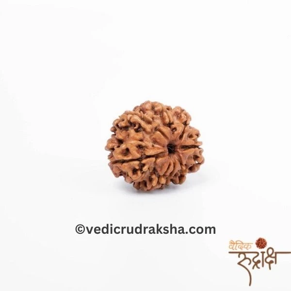 198.webp Original 8 Mukhi Nepali Rudraksha – Lab Certified & Energized | Authentic Bead of Goddess Durga for Power & Protection (Copy) - Image 2