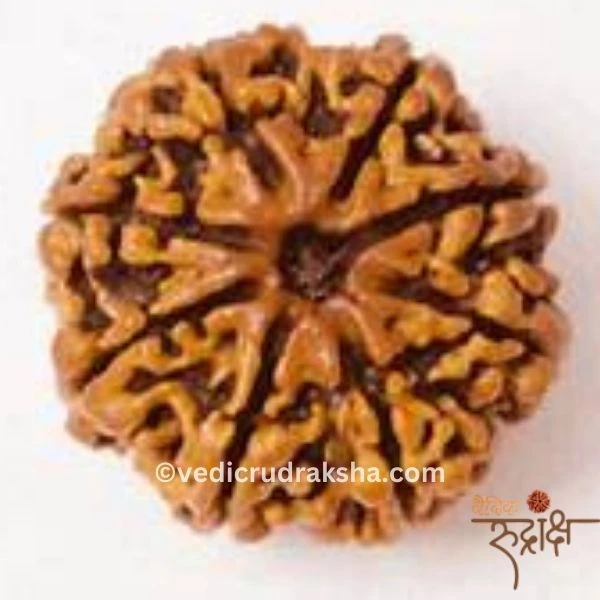 199.webp Original 8 Mukhi Nepali Rudraksha – Lab Certified & Energized | Authentic Bead of Goddess Durga for Power & Protection (Copy) - Image 3