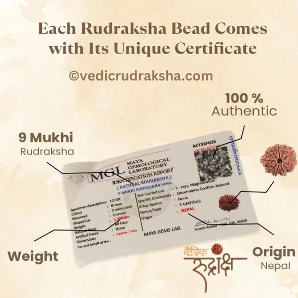 202.webp Original 9 Mukhi Nepali Rudraksha – Lab Certified & Energized | Authentic Bead of Goddess Durga for Power & Protection - Image 3