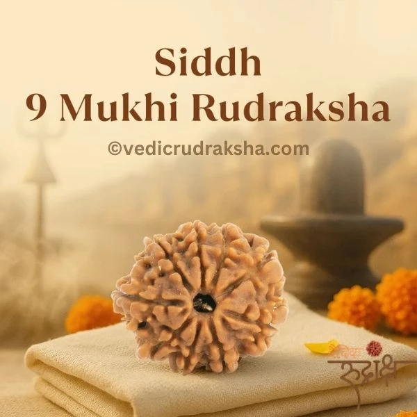 205-2.webp Original 9 Mukhi Nepali Rudraksha – Lab Certified & Energized | Authentic Bead of Goddess Durga for Power & Protection