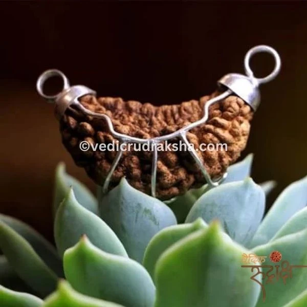 206.webp Original 1 Mukhi Rudraksha Half Moon Shape – Lab Certified | Rare & Divine Bead of Lord Shiva