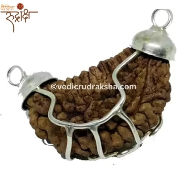 207-1.webp Original 1 Mukhi Rudraksha Half Moon Shape – Lab Certified | Rare & Divine Bead of Lord Shiva - Image 2