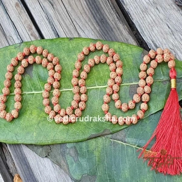 229.webp Natural 6 Mukhi Rudraksha Mala with Lab Certificate – Original & Certified Spiritual Beads - Image 2