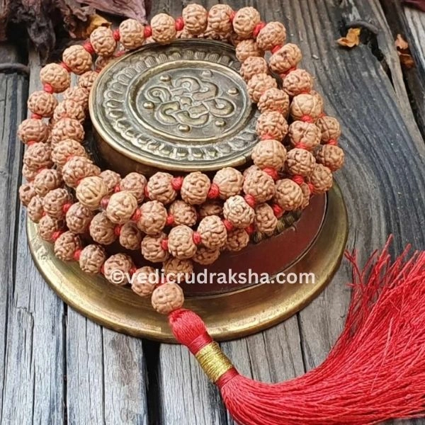 230.webp Natural 6 Mukhi Rudraksha Mala with Lab Certificate – Original & Certified Spiritual Beads - Image 3