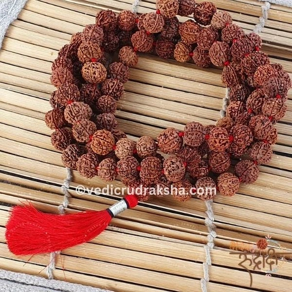 231.webp 7 Mukhi Japa Rudraksha Mala 8 -10mm with Lab Certificate – Original & Energized - Image 3