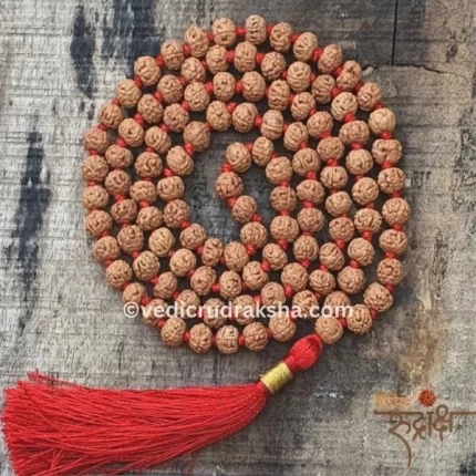 Natural 6 Mukhi Rudraksha Mala with Lab Certificate – Original & Certified Spiritual Beads