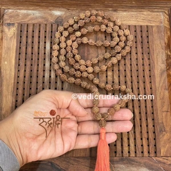 237.webp 8 Mukhi Japa Rudraksha Mala 108+1 with Lab Certificate – Divine & Energized - Image 2